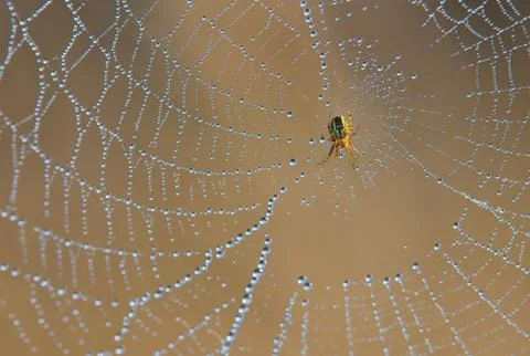 Spider on spiderweb Stock Photos
