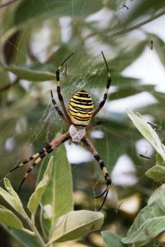 Spider on spiderweb Stock Photos