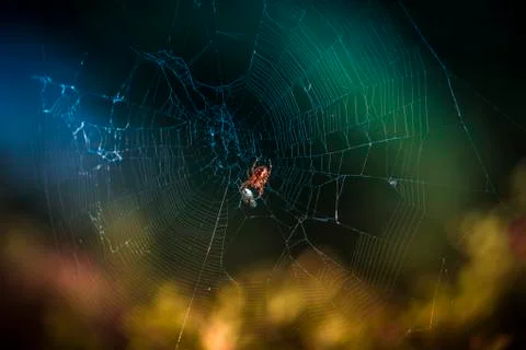 Spider in spiderweb 스톡 사진