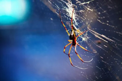 Spider in spiderweb 스톡 사진