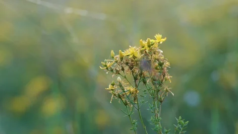 Spider on a spiderweb with a saint john's wort in bakground 動画素材 129443112