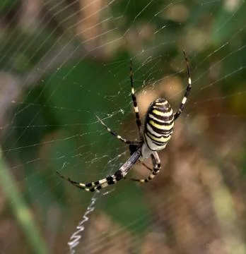 Spider on spiderweb in summer Stock Photos