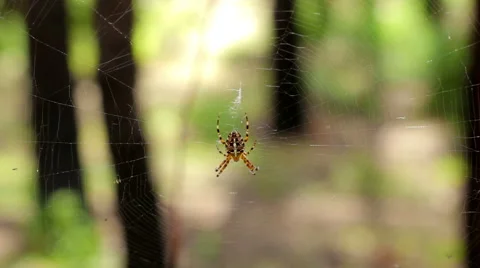 Spider on the spiderweb swinging in the wind in the forest Stock Footage 66467978