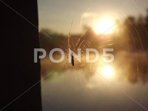 Spider in spiderweb watching sunrise over lake. Stock Photos