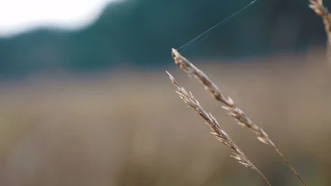 Spider on spike. Nature concept. Slow motion Stock Footage 84764099