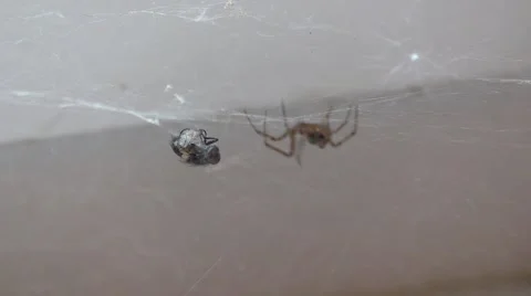 Spider spin fly in web, and take it away Stock Footage 40894380