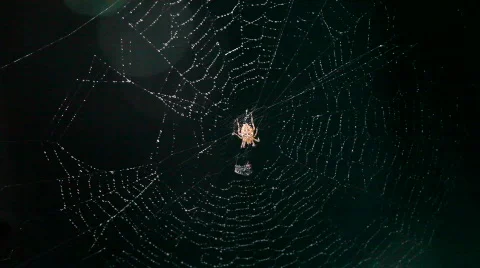 Spider in a spin Stock Footage 844834