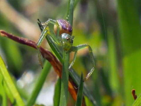 Spider - spin Stock Footage 75550211