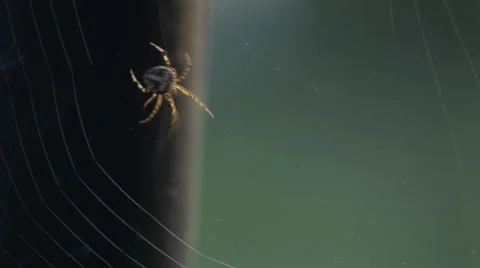Spider spinning its web 1 Video stock 51680294