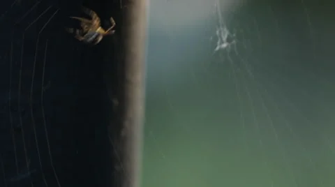 Spider spinning its web 2 Video stock 51680369