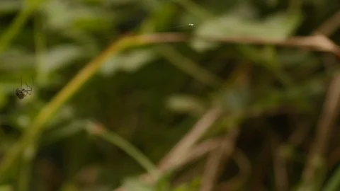 A spider spinning its web in the Atlantic forest in Brazil 스톡 동영상 108037100