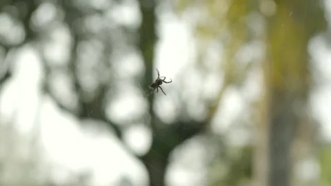 A Spider Spinning its Web - Close Up Stock Footage 296583021