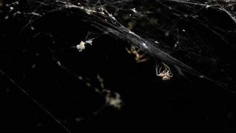 Spider spinning its web at night, work in progress, preparing for hunting Stock Footage 213276619