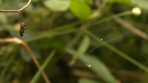 A spider spinning the outer part of its web in the Atlantic forest in Brazil 库存影片 108037938
