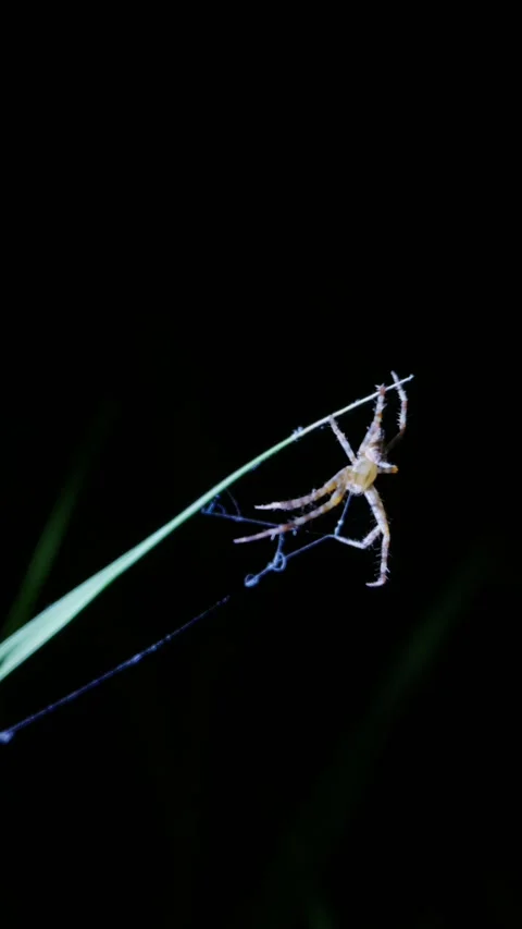 Spider Spinning Silk Threads on Green Grass Stem in Macro Night View Stock Footage 345168095