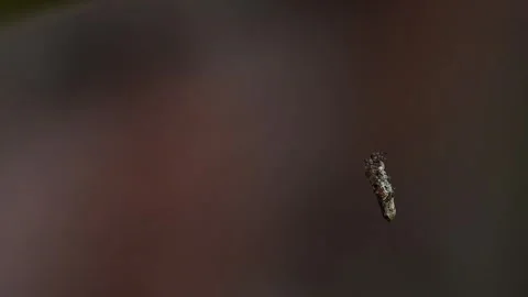 Spider spinning silk web while climbing upward on natural surface in macro Stock Footage 336431533