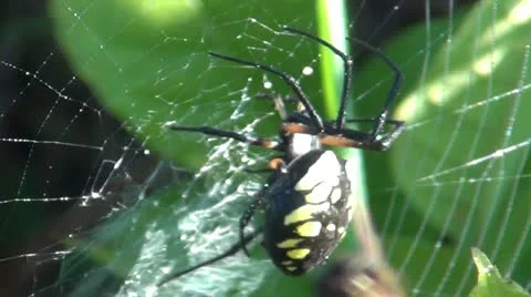 Spider spinning web 1.mp4 库存影片 12556500