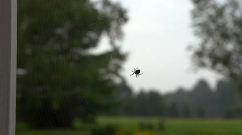 Spider spinning a web (4K) Stock Footage 41455972