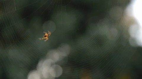 Spider spinning web in early evening sun	 Stock Footage 111966818