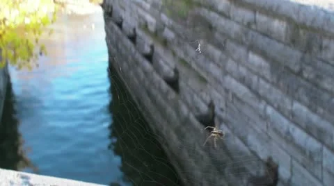 Spider Spinning a Web Stock-Footage 12547513
