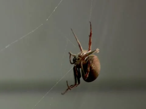 Spider Spinning Web 動画素材 18177988