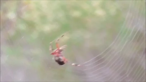Spider Spinning Web Stock Footage 76203147