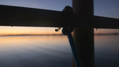 Spider spinning web Stock Footage 232870444