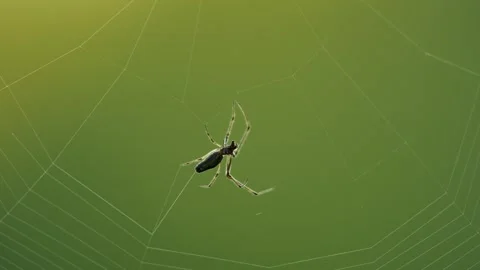 Spider Spinning Web Stock Footage 261877064
