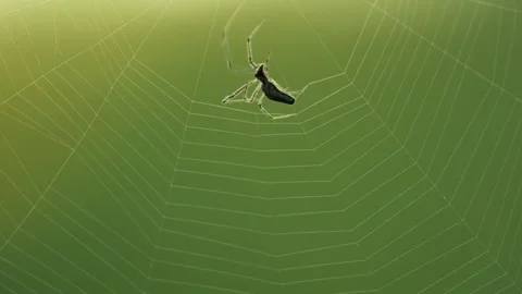 Spider Spinning Web Stock Footage 261877229