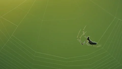 Spider Spinning Web Stock Footage 261877346