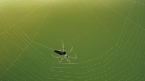 Spider Spinning Web Stock Footage 261877506