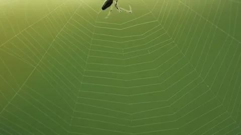 Spider Spinning Web Stock Footage 261877518