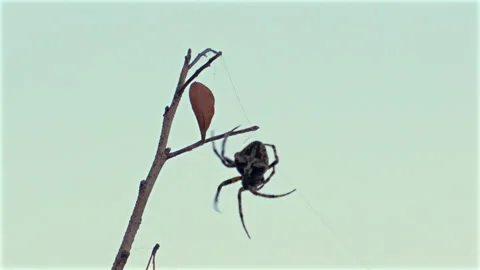 A spider is spinning a web. 库存影片 346246382