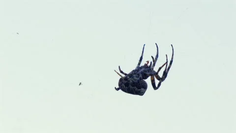 A spider is spinning a web. 库存影片 346247842