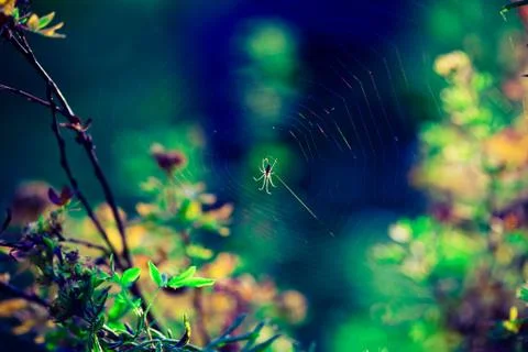 Spider spinning web in the forest Stock Photos