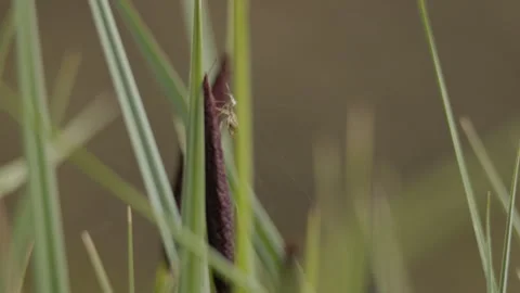 Spider Spinning Web on Grass Stem Macro Close-Up 4K 60p Vídeos de archivo 334308983