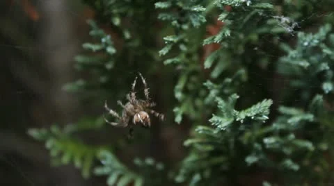 Spider Spinning Web HD File Stock Footage 10680346