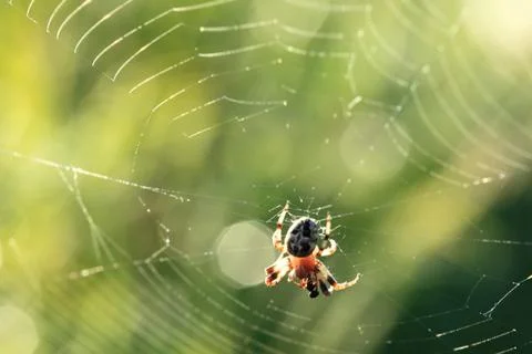 Spider spinning web Stock Photos