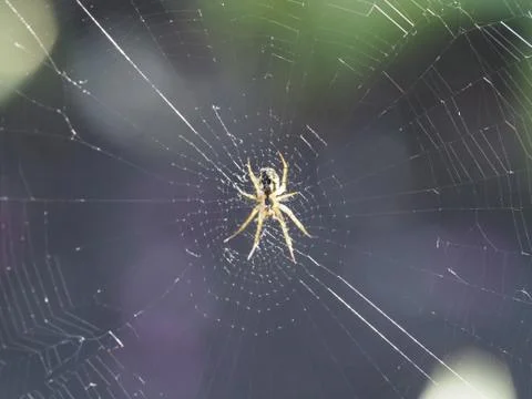 A spider spinning a web Stock Photos