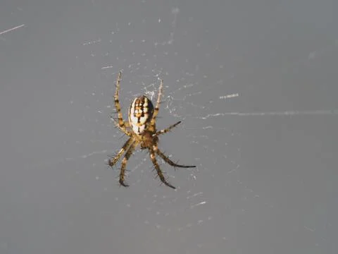 A spider spinning a web Stock-Fotos