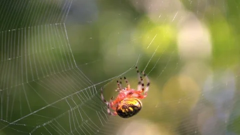 Spider spinning web sunlight beautiful bright colors Stock Footage 115440160
