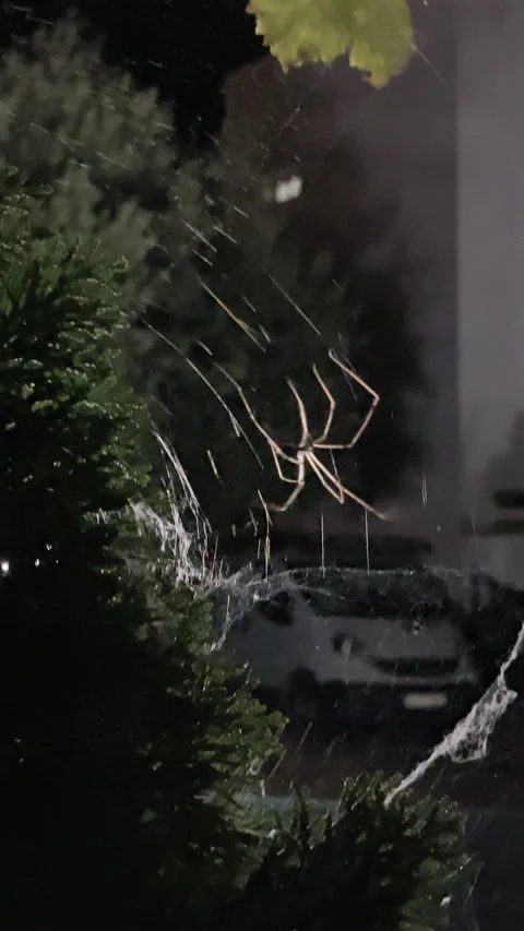 Spider spinning web on a window during nighttime scene. Vidéo 287307010