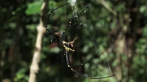 Spider Spins Cricket Video stock 75973485