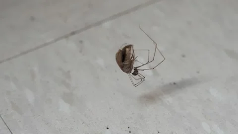 Spider Spins Silk Around Moth in Web 1 動画素材 306558526