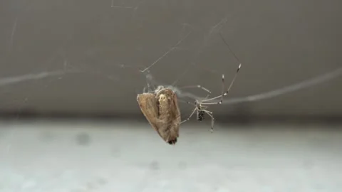 Spider Spins Silk Around Moth in Web 2 動画素材 306558527