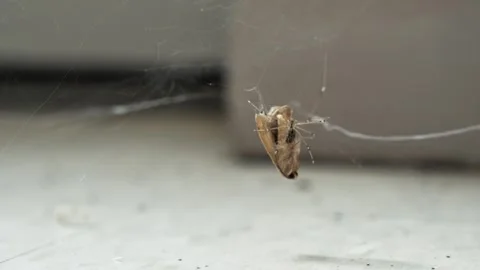 Spider Spins Silk Around Moth in Web 3 動画素材 306558528
