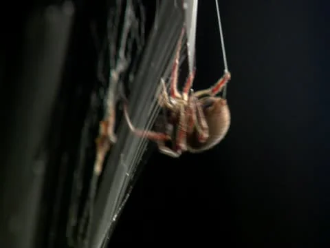 Spider Spins Web Around Captured Insect 動画素材 18173079