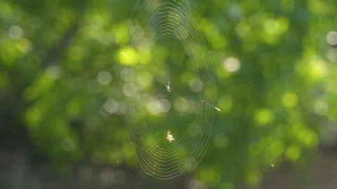 Spider spins a web on the background of nature Stock Footage 277101185