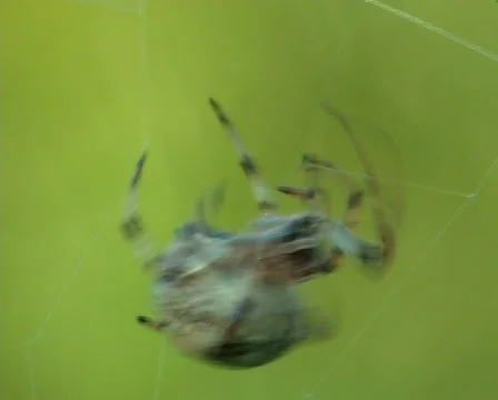  spider spins a web Stock Footage 671728