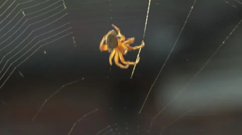 Spider Spins Web Stock Footage 24816860
